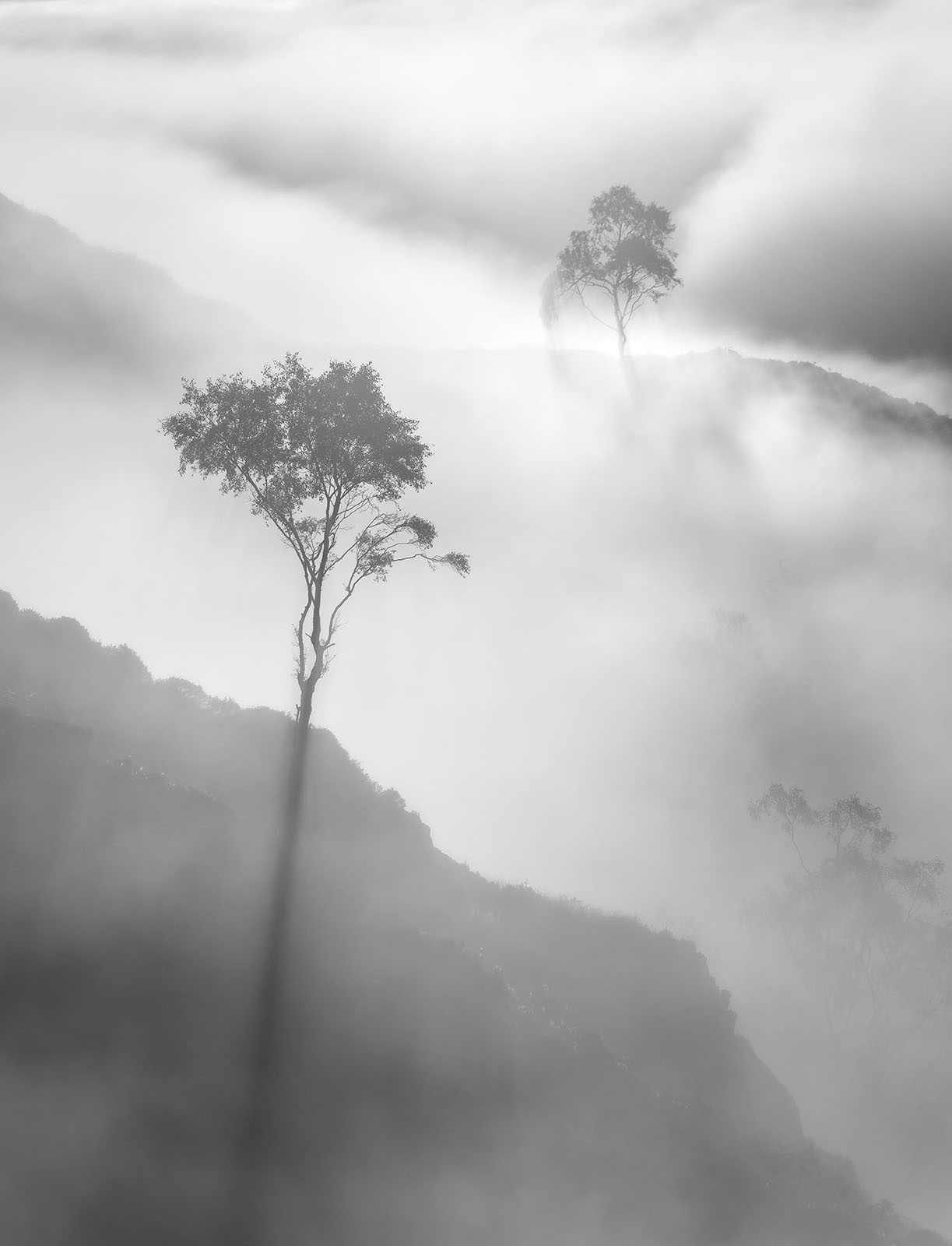 2022 Natural Landscape Photography Awards - Trees, Forest, and Woodland Winner