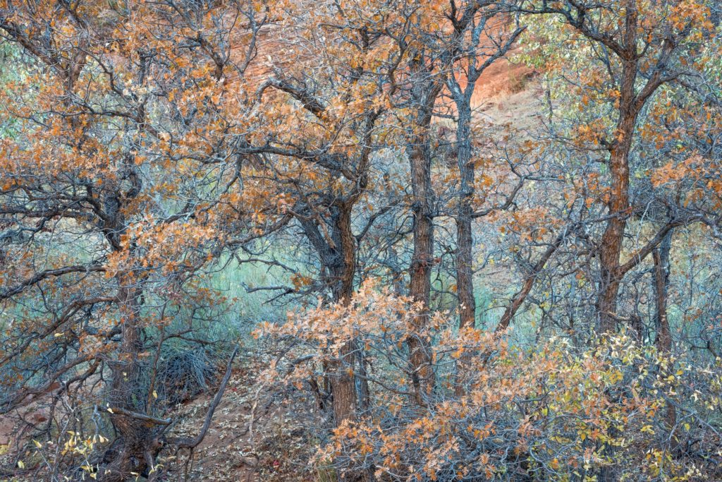 A diverse selection of winning nature photographs