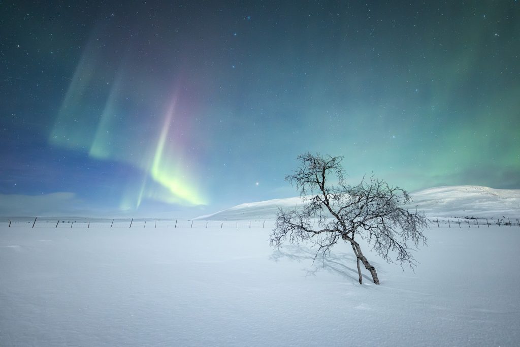 Studying past winners of nature photo contests can help you determine what the competition is looking for.